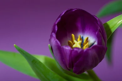 Purple Tulip Flowers Images And Wallpapers Download