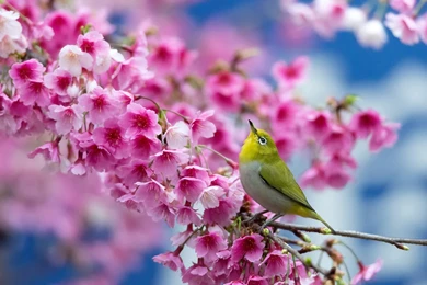 Spring Cherry Branch Flowers Beauty Japanese Blossom Bird Flower ...