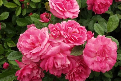 Japan Flowers Wallpapers 3   Crazy Frankenstein