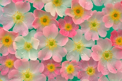 Pictures Of Japanese Flowers   Wallpapers HD Base