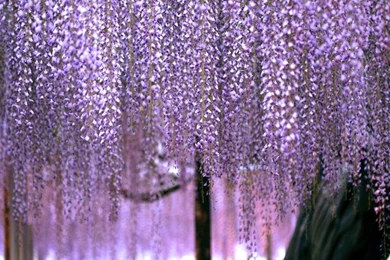 Japanese Flowers HD Wallpapers   Android Apps On Google Play