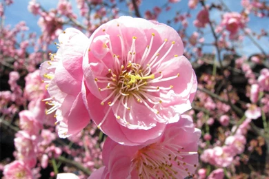 Japan Flowers Wallpapers 2   Crazy Frankenstein