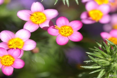 Japanese Flower Wallpapers   HD Wallpapers Pretty