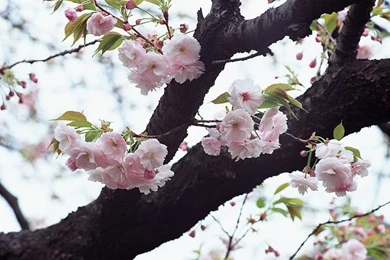 Japanese Sakura Flowers, Cherry Blossom Wallpapers 18   Wallcoo.net