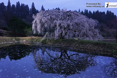 Blossoms Flower Wallpapers   Photo 197 Of 329