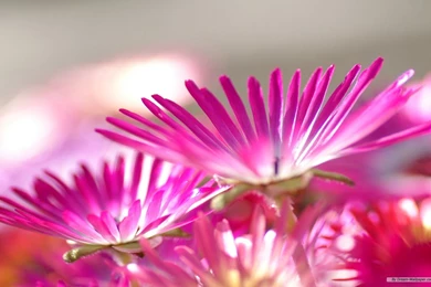 Free Wallpapers   Free Flower Wallpapers   Japanese Flower 02 ...