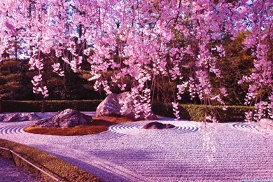 Flower Garden: Top 27 Pink Flower Garden Japan