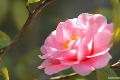 Japanese Flowers Inspiration Japanese Flowers Wallpapers LiLz