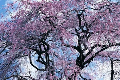 Japanese Sakura Flowers, Cherry Blossom Wallpapers 38   Wallcoo.net