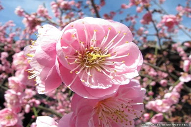 Japan Flowers Wallpapers 2   Crazy Frankenstein