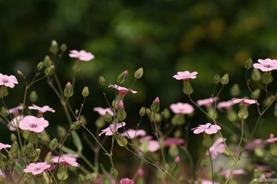 Free Wallpapers   Free Flower Wallpapers   Japanese Flower 01 ...