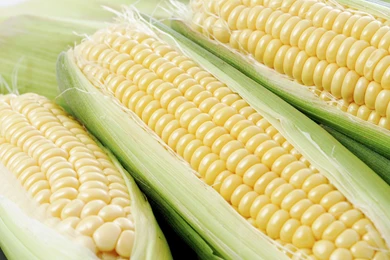 Corn Vegetable Wallpapers