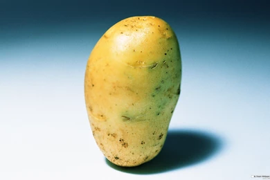 Free Wallpapers Free Photography Wallpapers Vegetable Photo 1 ...