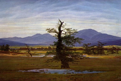 Caspar David Friedrich Solitary Tree, Landscape, Light, Morning ...