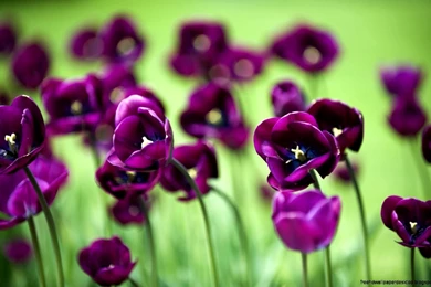 Nature Garden Flower Purple Wallpapers Hd
