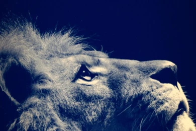 Lion Desktop 720x1280 Samsung Galaxy S3 Wallpapers HD_Samsung ...