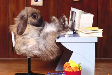 New Funny Wallpapers   Wallpapers HD Hi5