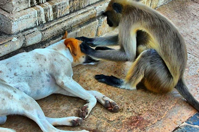 Beautiful Funny Wallpapers Free  I