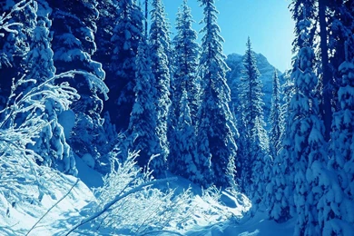 Winter Nature Wallpapers 3   Crazy Frankenstein