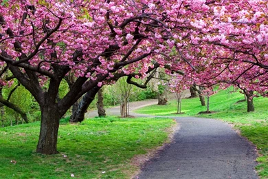 Sakura Flower Wallpapers   Wallpapers Cave