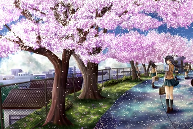 HD Wallpapers Desktop: Sakura Tree HD Wallpapers