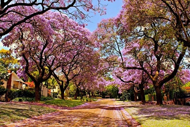 HD Wallpapers Desktop: Sakura Tree HD Wallpapers