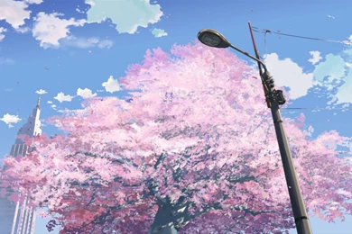 Download Sakura Trees Wallpapers 1920x1080