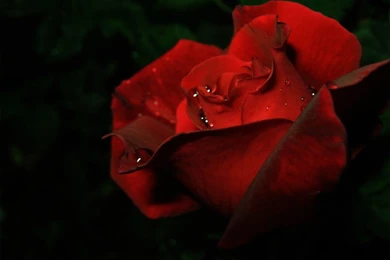 Bara Wallpapers II By Shadds art On DeviantArt