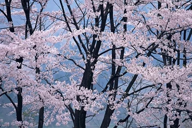 Tree Blossoms Wallpapers