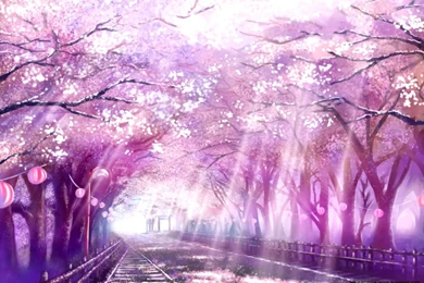 Tree Sakura Natural Scenery Wallpapers