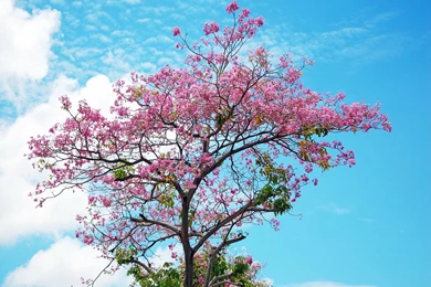 New blog pics: Wallpapers Sakura Flower