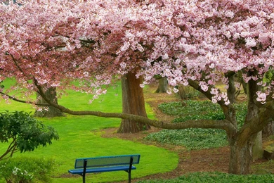 90 Cherry Blossom HD Wallpapers