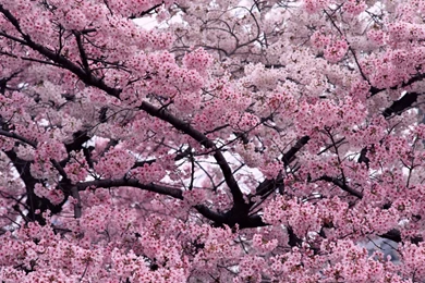 5 Sakura Tree HD Wallpapers