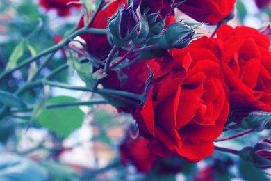 Wallpaper, Widescreen, Roses, Art, Illusionality (