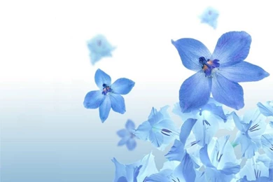 Best Wallpapers Flowers – 1024×768 High Definition Wallpapers ...