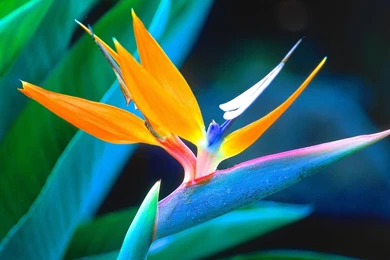 Tropical Flowers Wallpapers » WallDevil   Best Free HD Desktop And ...