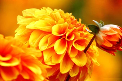 Wallpapers Download Free 4   Best Wallpapers Collection