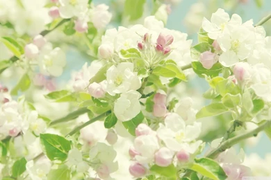 Blooming Apple Tree HD Desktop Wallpapers : High Definition ...