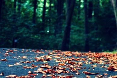 Leaves On The Road iPhone 5s Wallpapers Download