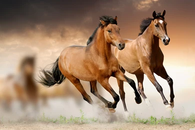Horses Running HD Desktop Wallpapers : High Definition : Fullscreen ...