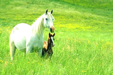 Top HD Horses Wallpapers