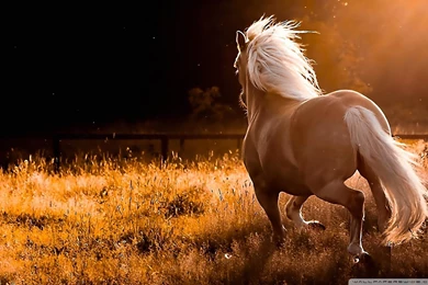 Horses Wallpapers Full HD [1920x1200]   Free Wallpapers Full Hd ...