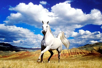 Animal Wallpaper: White Horse Wallpapers HD HD Backgrounds ...