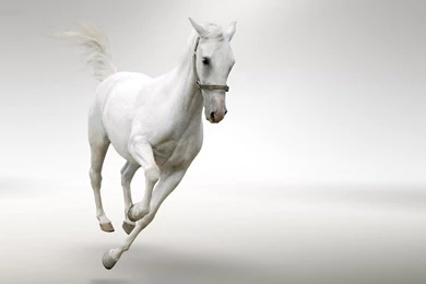 White Horse Wallpapers   HD Wallpaper Backgrounds Of Your Choice