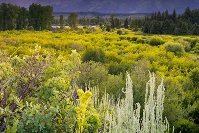 Grand Teton National Park 4K Ultra HD Wallpapers