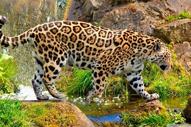Wild Wallpapers Full HD [1920x1080]   Free Wallpapers Full Hd 1080p ...