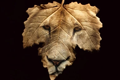 1024x768 Wild Leaf Desktop PC And Mac Wallpapers