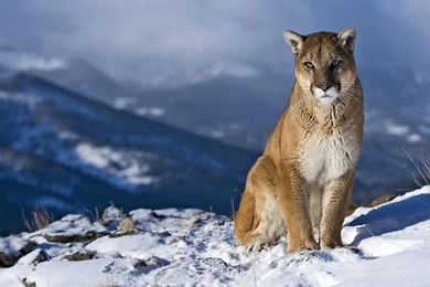 YouWall   Wild Puma Wallpapers   Wallpaper,wallpapers,free ...