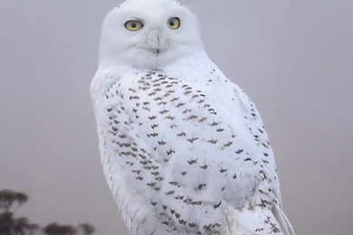 White Wild Birds Galaxy S6 Wallpapers