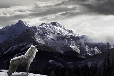 Winter Wolves HD Wallpapers